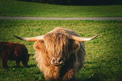Highland cattle Stock Photos