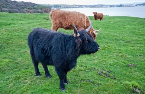 Highland cattle Stock Photos