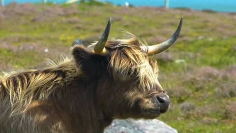 A Highland Cattle Portait, Close Up, Loop Stock Footage 157829025