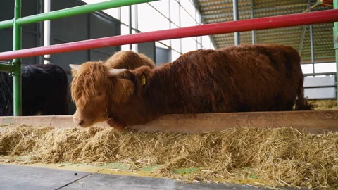 Highland cattle resting in barn, affectionate moment Stock Footage 315150201