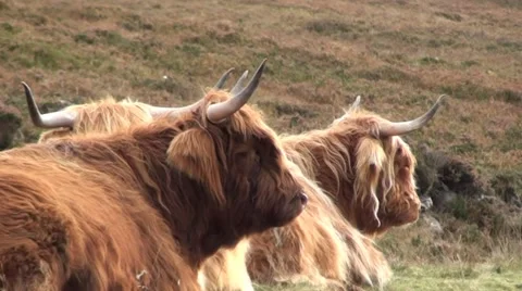 Highland Cattle sitting on a mountain slope in Scotland Stock Footage 44334567