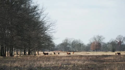 Highland cattle walking in an open field, seeking shelter under a large tree Stock Footage 292924649