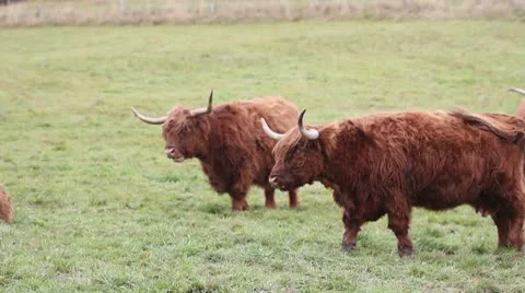 Highland Cattles Stock Footage 8925093