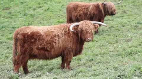 Highland Cattles Stock Footage 8925539