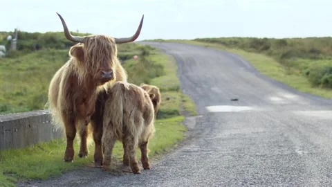 Highland cattles in the middle of the road. Stock Footage 219499697