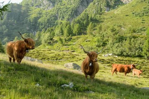 Highland cattles 写真素材