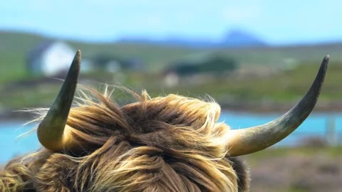 A Highland Cattle`s Sharp Horns, Close Up Shot, Scotland Stock Footage 157857956