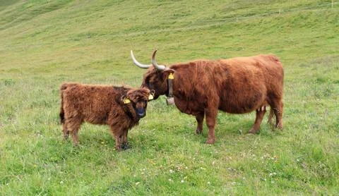 Highland caws Stock Photos