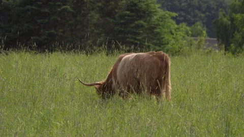 Highland Cow 4K Stock Footage 200417039