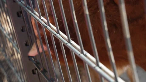 A highland cow begging Video stock 263376778
