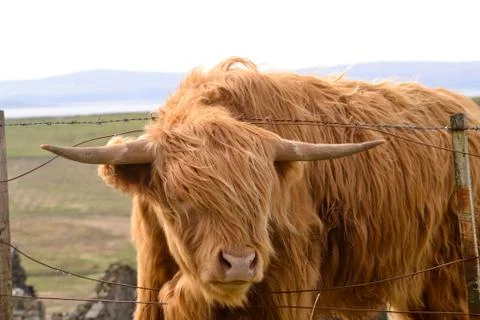 Highland cow behind fence in scotland near isle of skye Stock Photos