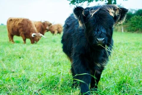 Highland Cow Calf Stock Photos