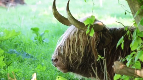 Highland cow chewing Stock Footage 72357254