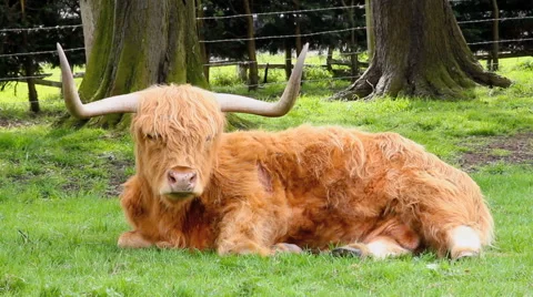 Highland Cow Close up Stock Footage 42785969