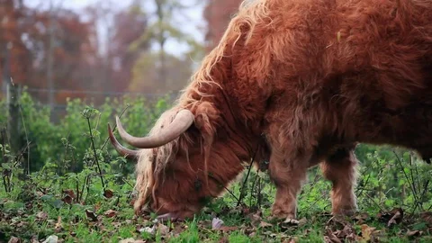 Highland cow close up Stock Footage 72356866
