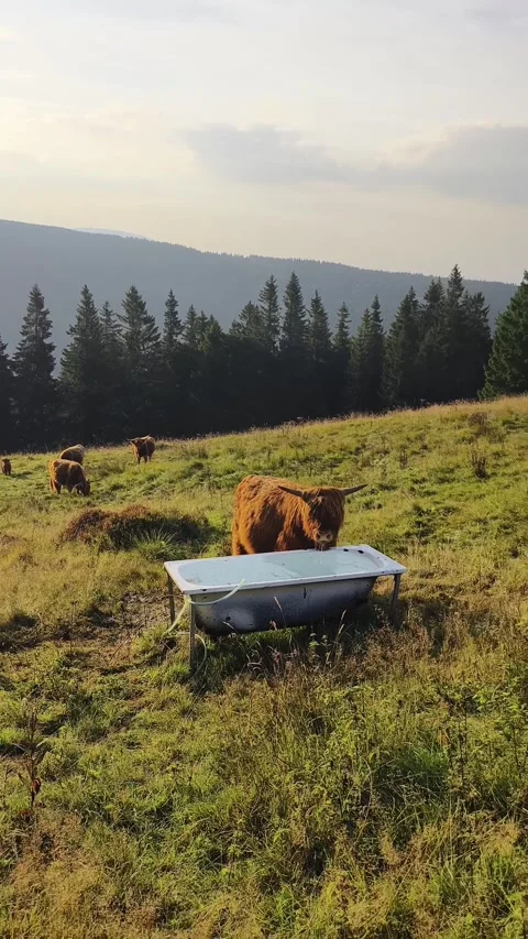 Highland cow in a field Stock Footage 269124733