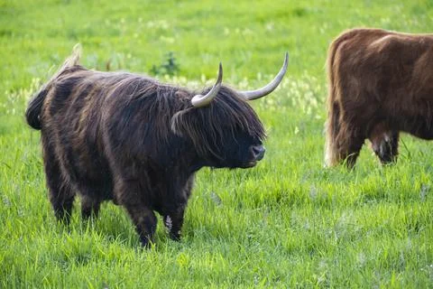 A Highland cow in the field. Stock Photos