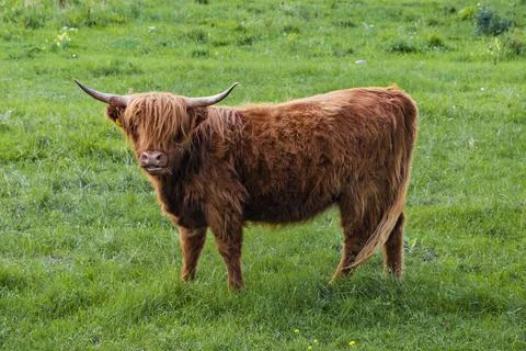 A Highland cow in the field. Stock Photos