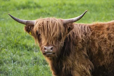 A Highland cow in the field. Stock Photos
