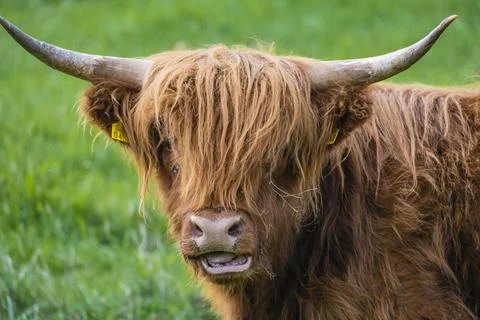 A Highland cow in the field. Stock Photos