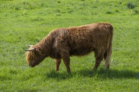A Highland cow in the field. Stock Photos