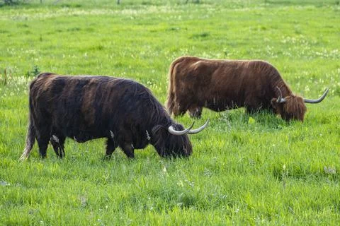 A Highland cow in the field. Stock Photos