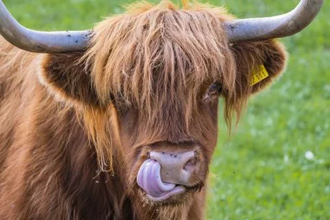 A Highland cow in the field. Stock Photos