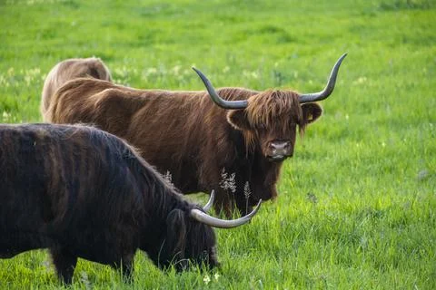 A Highland cow in the field. Stock Photos