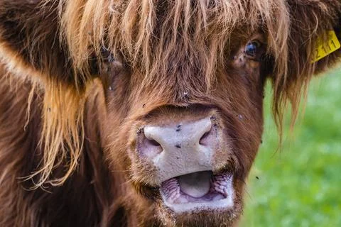 A Highland cow in the field. Stock Photos