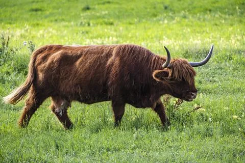 A Highland cow in the field. Stock Photos
