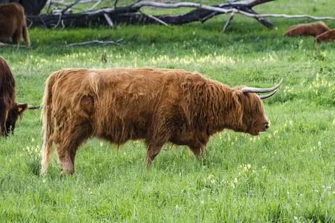 A Highland cow in the field. Stock Photos