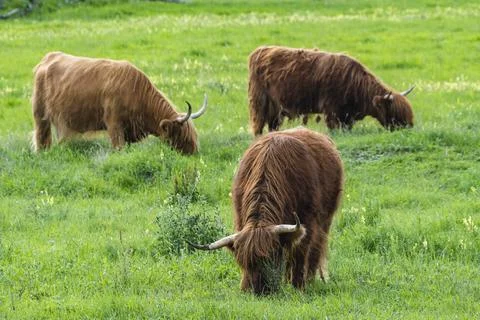 A Highland cow in the field. Stock Photos