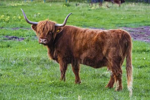 A Highland cow in the field. Stock Photos