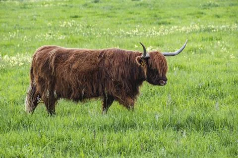 A Highland cow in the field. Stock Photos