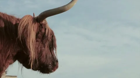 Highland cow Vidéo 7728426
