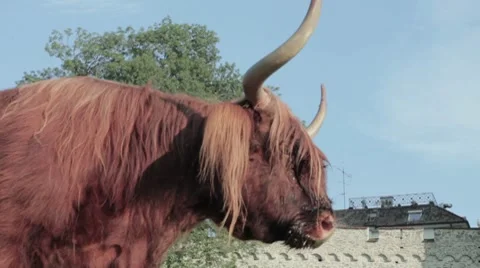 Highland Cow  Vidéo 7728498