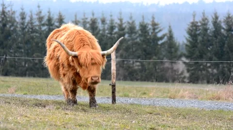 Highland cow Video stock 61392313