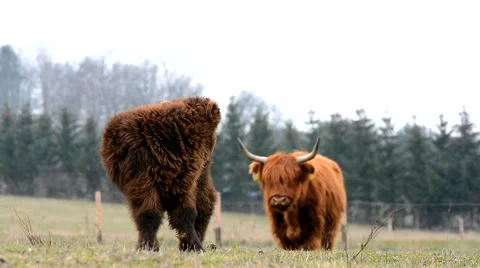 Highland cow Video stock 61392315