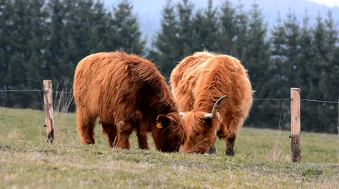 Highland cow Stock Footage 61392316