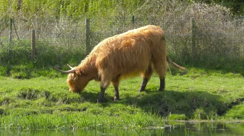 Highland Cow Stock Footage 62901862