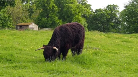 Highland cow Stock Footage 68903278