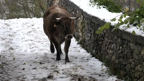 Highland cow Vídeo Stock 137081092