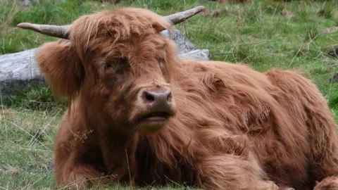 Highland cow Stock Footage 142071618