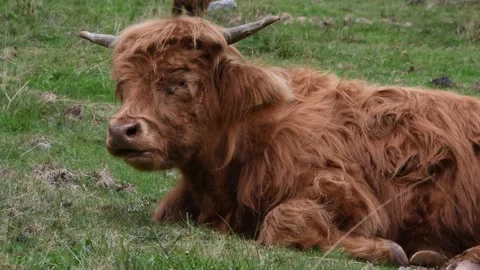 Highland cow Stock Footage 142071661