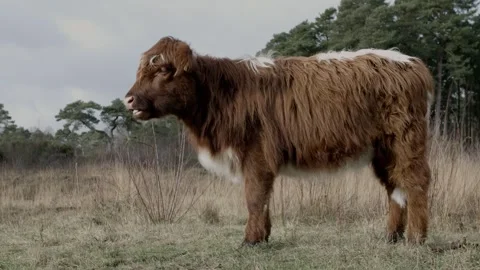 Highland Cow Stock Footage 260813354