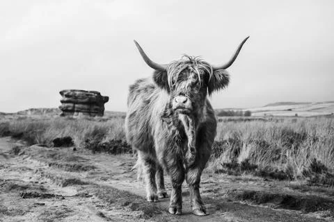 Highland cow in front of Eagle Stone Stock Photos