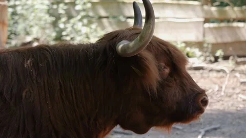 A Highland cow head Stock Footage 263616358