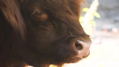 A  Highland cow head Stock Footage 263640865