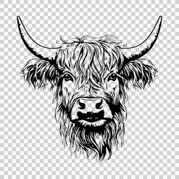 Highland Cow Head Front View facing forward horns shaggy fur Illustration