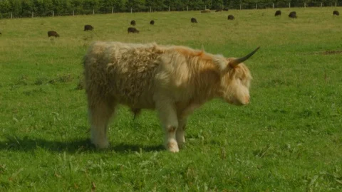 Highland Cow looking at camera Stock Footage 95227419